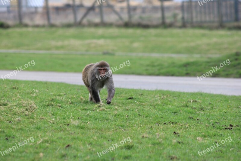 Monkey Rhesus Monkey Monkey Walk Free Photos