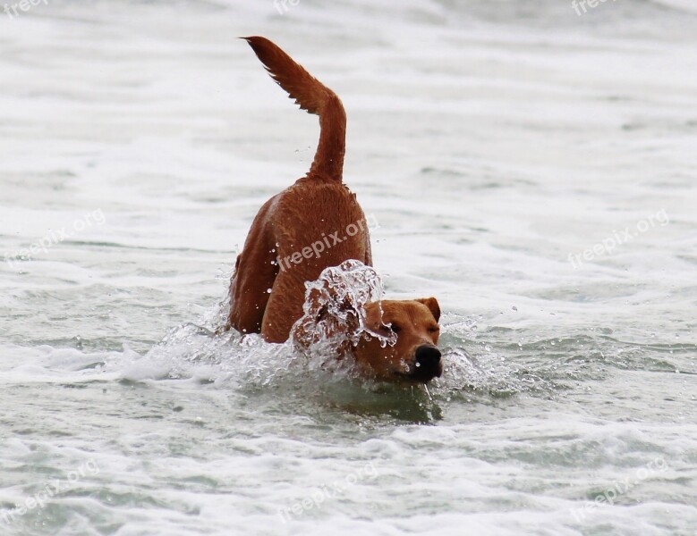 Dog Water Sea Play Romp