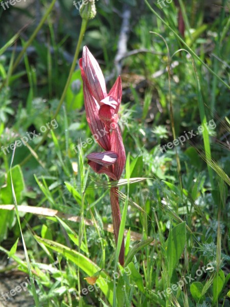 Wild Orchid Cyprus Flora Nature Wildflower