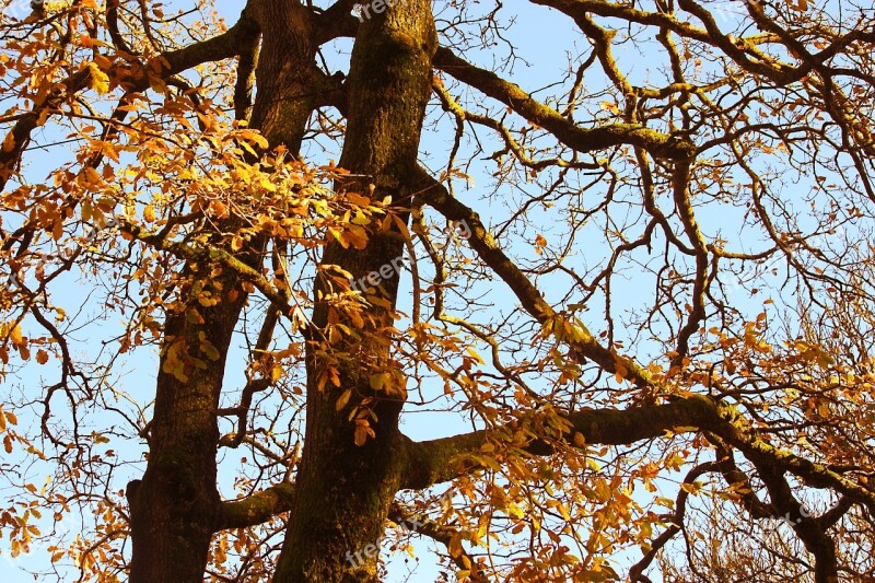 Oak Tree Autumn Fall Golden