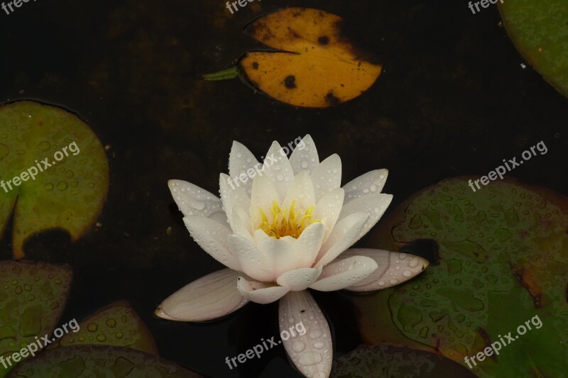 Water Lilly White Pond Flower Raindrops