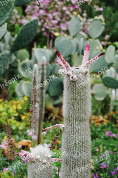 Cacti Cactus Bloom Pink Plants