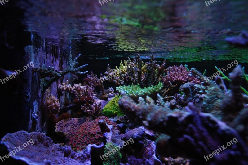 Reef Tank Sps Corals Free Photos