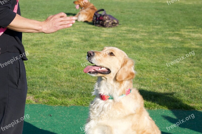 Golden Retriever Dog Commands Dog Sit Free Photos