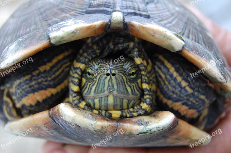 Turtle Fauna Reptile Nature Animal