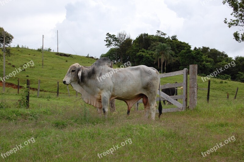 Cows Bois Nature Mammal Cattle