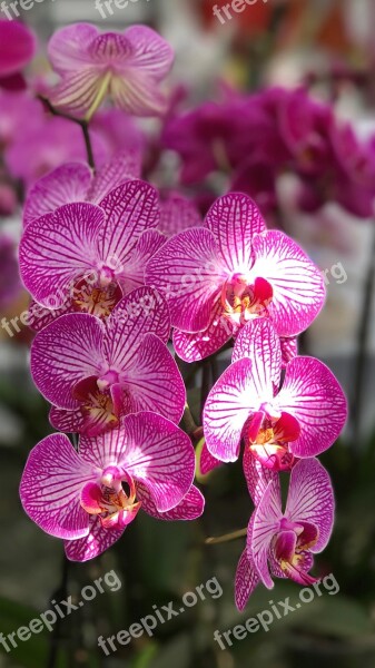 Orchid Flower Iphone Orchids Exotic