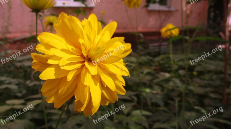 Flower Chrysanthemum Astra Nature Garden