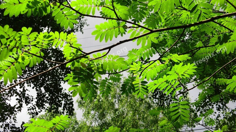 Rowan Leaves Branch Green Bright