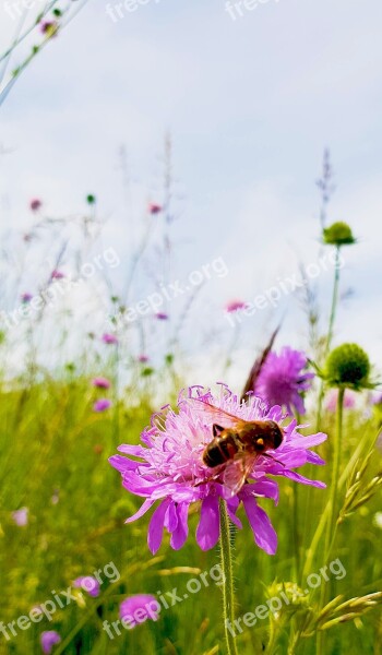 Bee Blossom Bloom Insect Nature