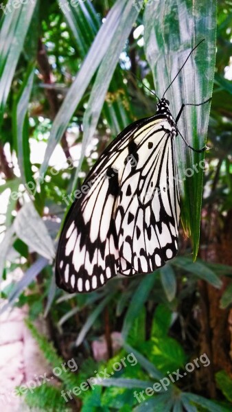 Butterfly Insect Nature Animal Wing