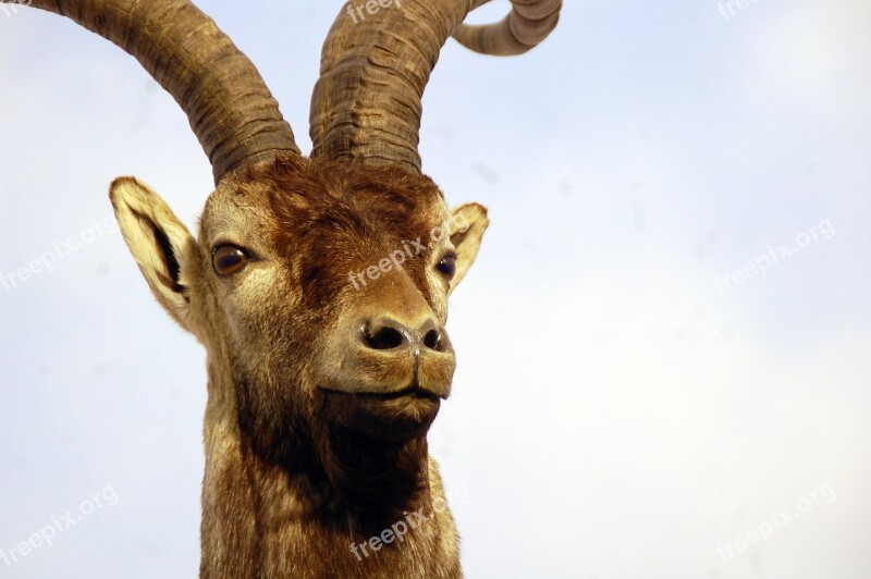 Goat Montes Mountain Horns Animals