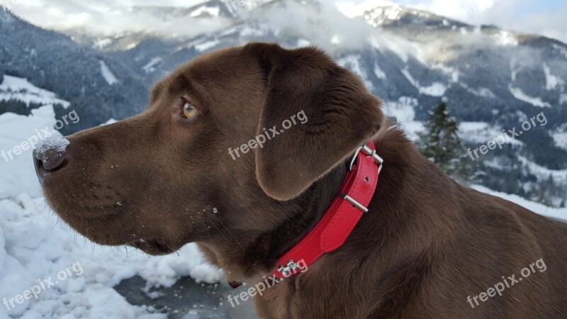 Dog Labrador Mountains Alps Profile