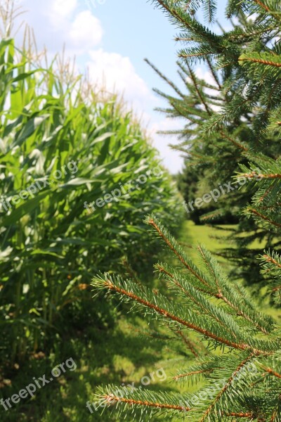 Corn Field Pine Trees Grass Farm Summertime