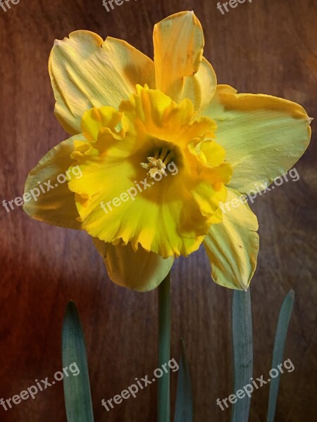 Yellow Flowers Petals Yellow Flower Yellow Petals