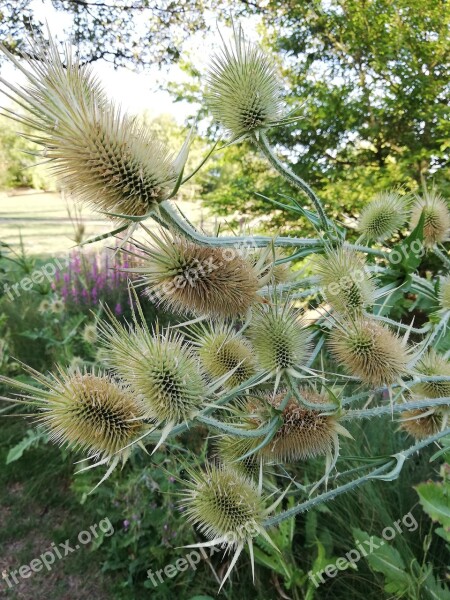 Thistle Spikes Garden Decorative Flower Green