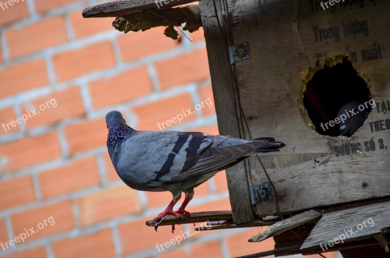 Dove Animal Love Family Happy