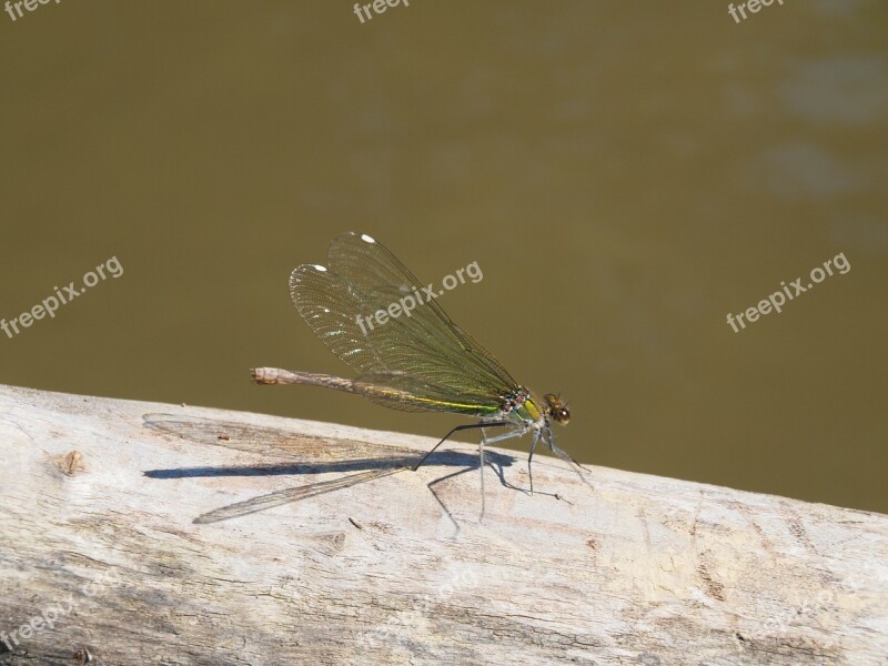 Dragonfly Dry Wood Running Water Animal Insect