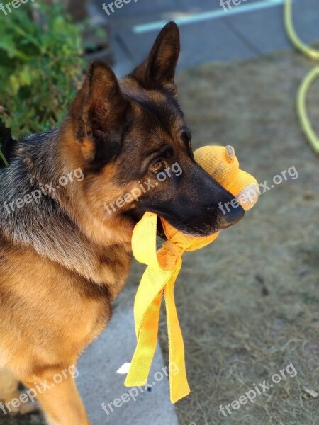 Dog Schäfer Dog German Shepherd Pet Sweet