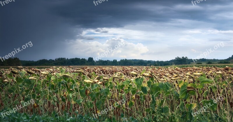 Storm Sunflowers Landscape Nature View