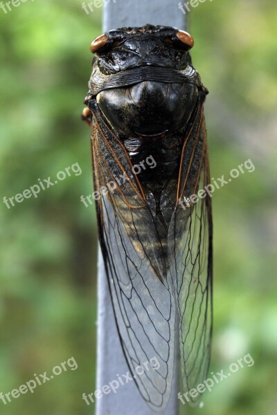 Cicada Insects Wing Life Summer