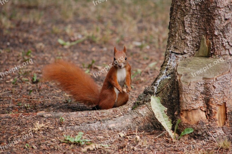 The Squirrel Animal Nice Animals Nature