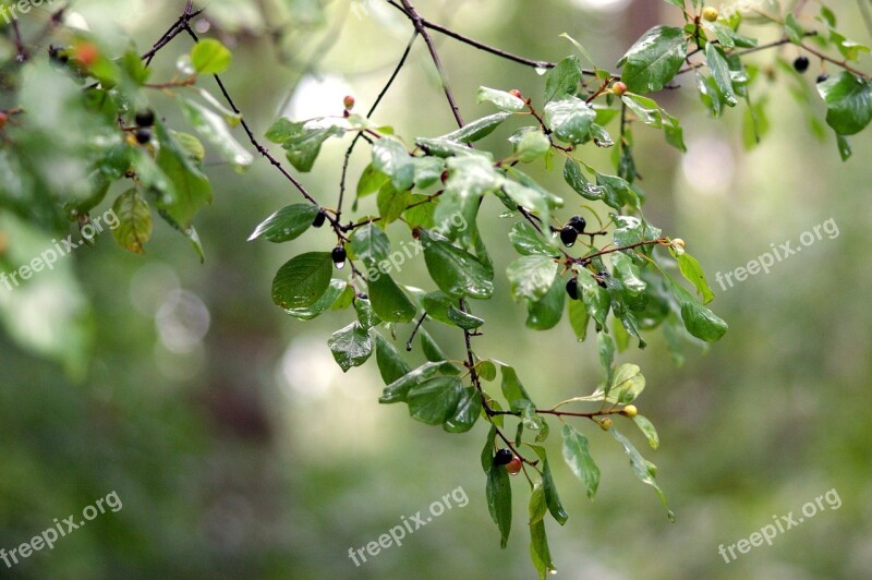 Baby Bush Rain Green Tears