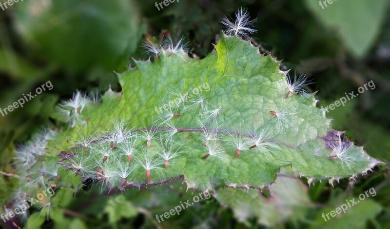 Dandelion Mr Hall Dandelion Mr Hall Flowers Dandelion Seeds