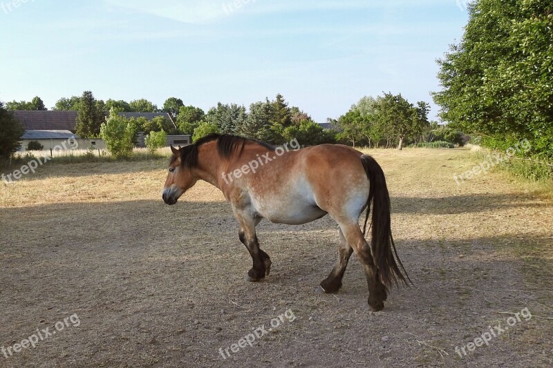 Pasture Horse Cold Blooded Animals Animal Mare