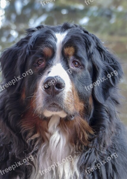 Bernese Mountain Dog Dog Canine Tri-colored Portrait