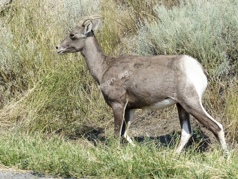 Big Horn Sheep Wildlife Animal Nature Outdoors