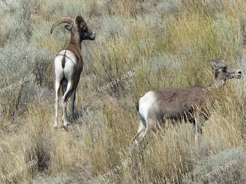 Big Horn Sheep Wildlife Animal Nature Outdoors