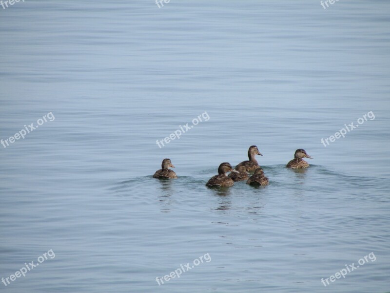 Duck Water Waterpolo Nature Plumage