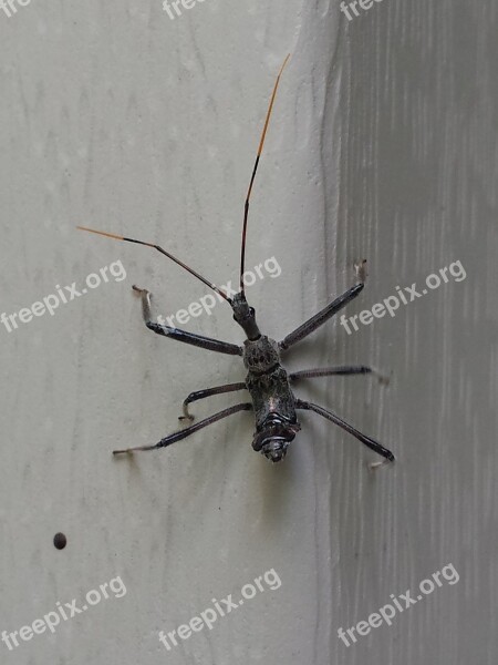 Insect Thorax Antenna Free Photos