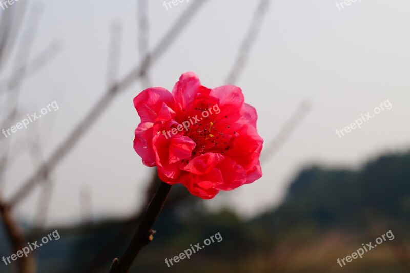 Flower Red Flower Blossom Plum Flower Petal