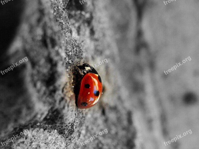 Ladybug Beetle Insect Nature Ladybird