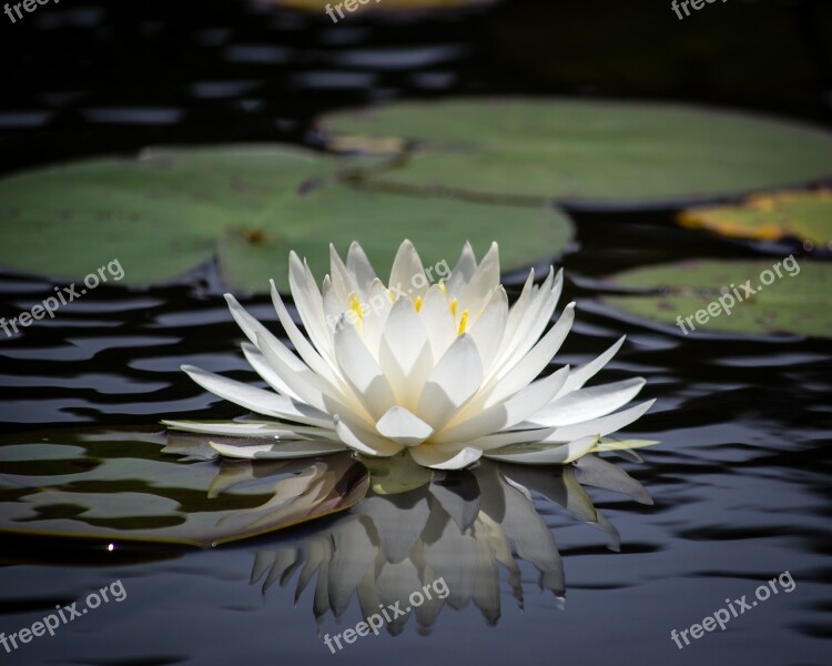 Lily Pad White Flower Free Photos