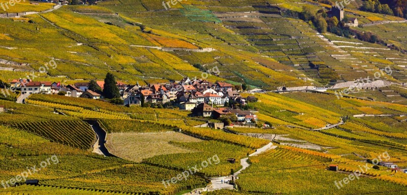 Vine Fall Viticulture Wine Vines