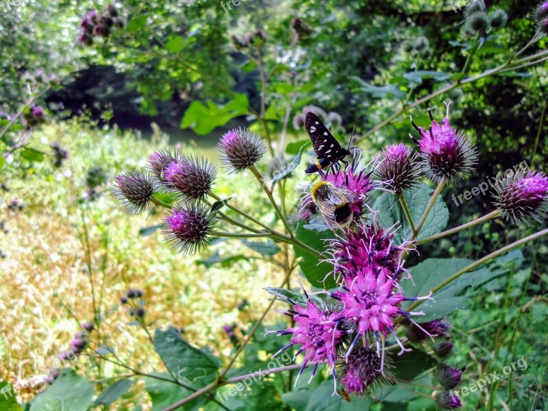 Distel Thistle Bee Nature Purple