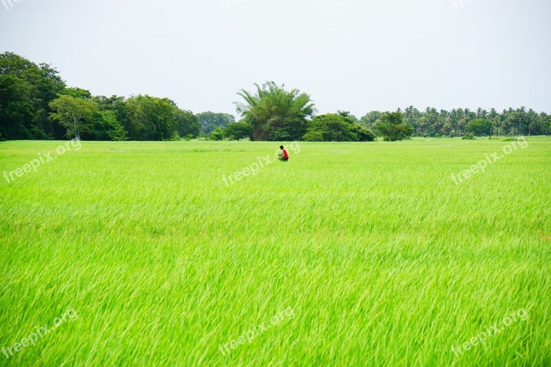 Rice Rice Field Rice Farm Paddy Field Working In The Sun