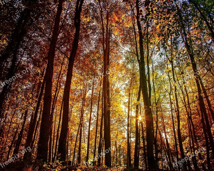 Regensburg Prüfening Forest Nature Trees