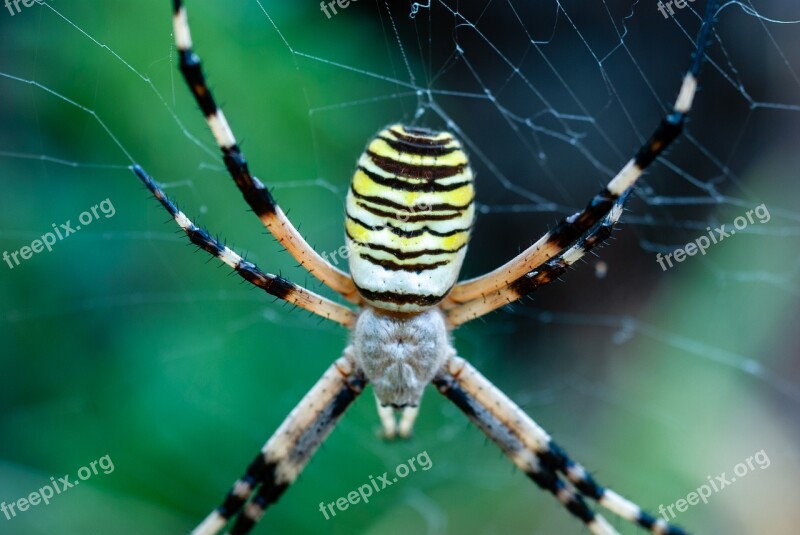 Spider Argiope Hornet Canvas Insect Arachnid