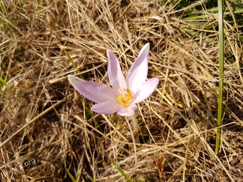 Flower Dry Grass Autumn Timeless Free Photos