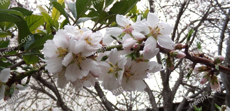 Almond Tree Flower Flowering Tree Flowers