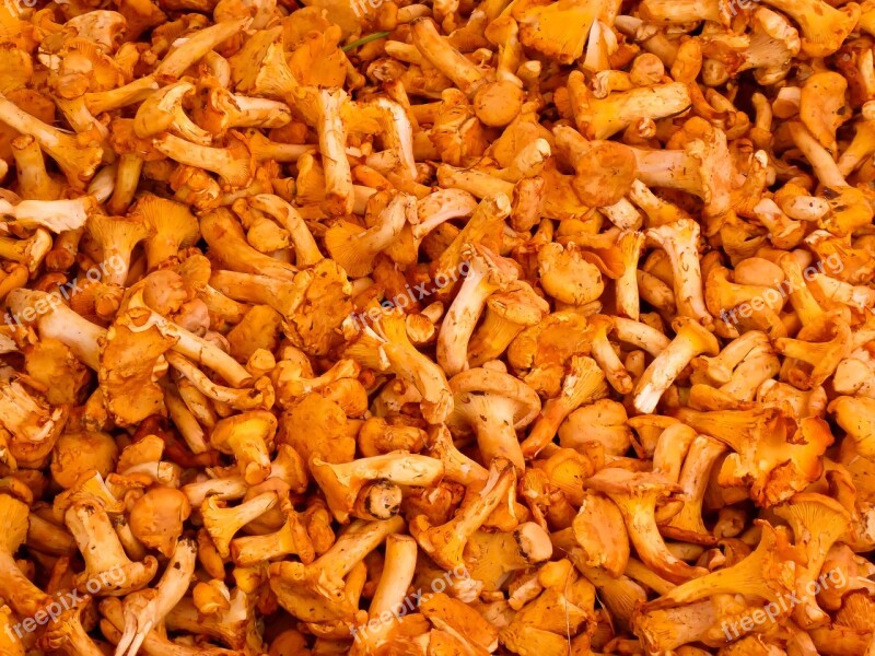 Eat Food Chanterelles Nutrition Vegetarian