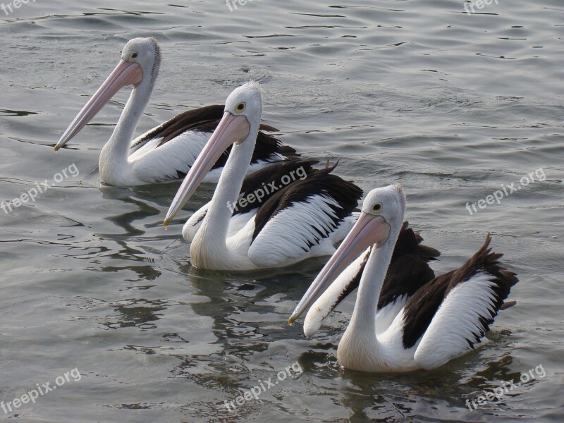 Pelicans Sea Wildlife Beak Australia