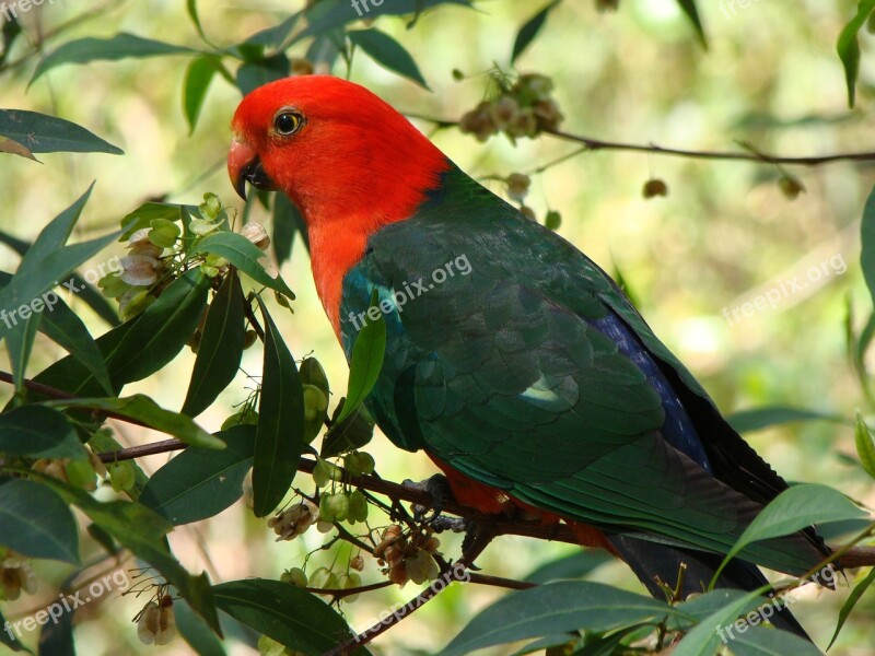 Parrot Bird King-parrot Colorful Free Photos