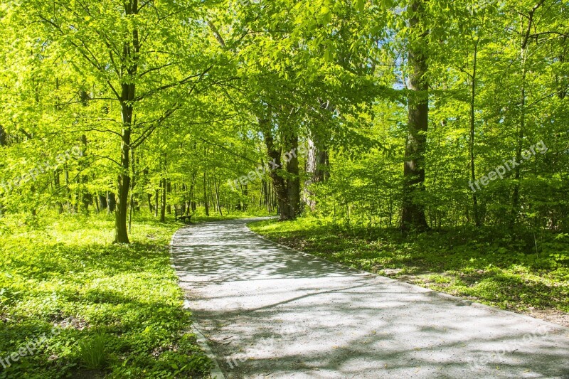 Park Alley Opole The Island Bolko Tree