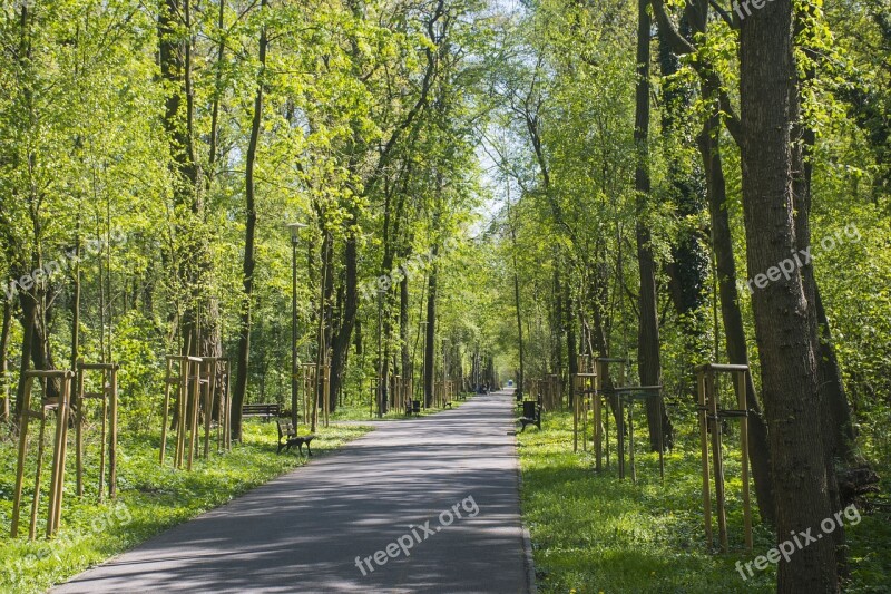 Opole The Island Bolko The Path Tree Park