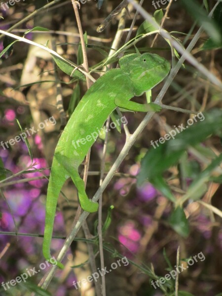 Chameleon Green Lizard Reptile Colorful